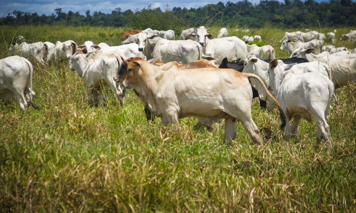 Adepará inicia campanha de atualização cadastral para rebanhos